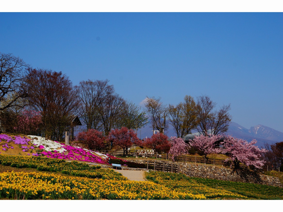 音楽村の水仙と芝桜背景浅間山