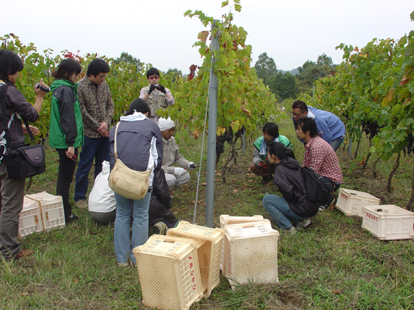 マリコヴィンヤード高級ワイン用葡萄収穫体験