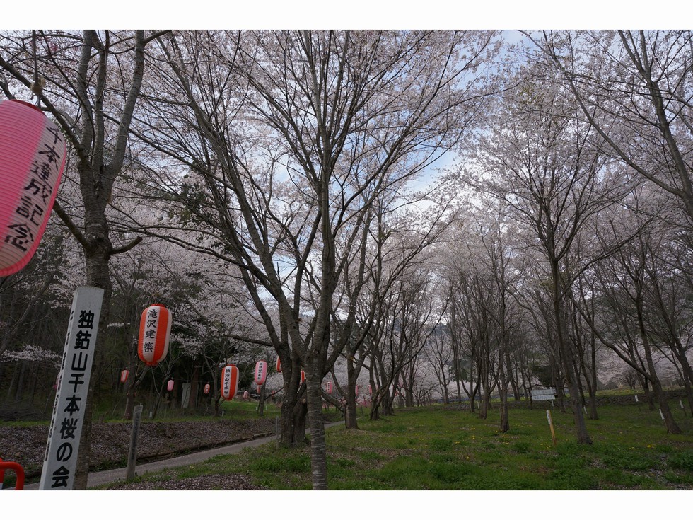 独鈷山千本桜