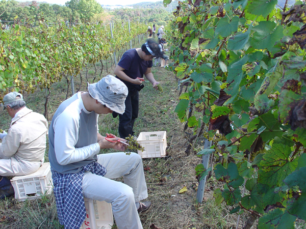 マリコヴィンヤード高級ワイン用葡萄収穫体験プラン