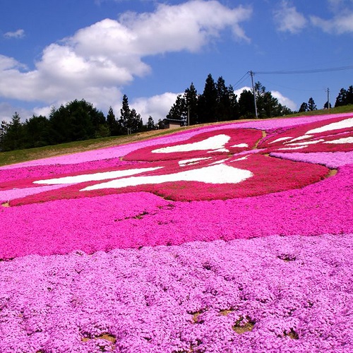【春】横手市大森芝桜５月頃〜スキー場の斜面に植栽された約23万株の芝桜が花のアートをつくります