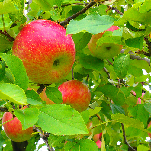 【横手の特産】増田のリンゴは蜜があり甘くてジューシージュースならお土産にも手軽に