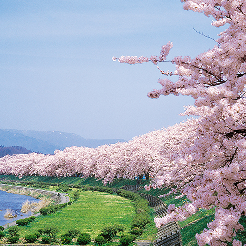 【春】角館の桜４月下旬頃〜国の名勝・天然記念物指定の桜は、春には町中を薄紅色に染める。