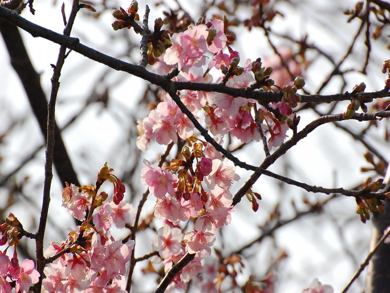 伊豆河津桜祭り！
