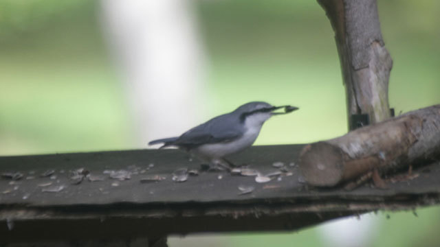 野鳥の餌台