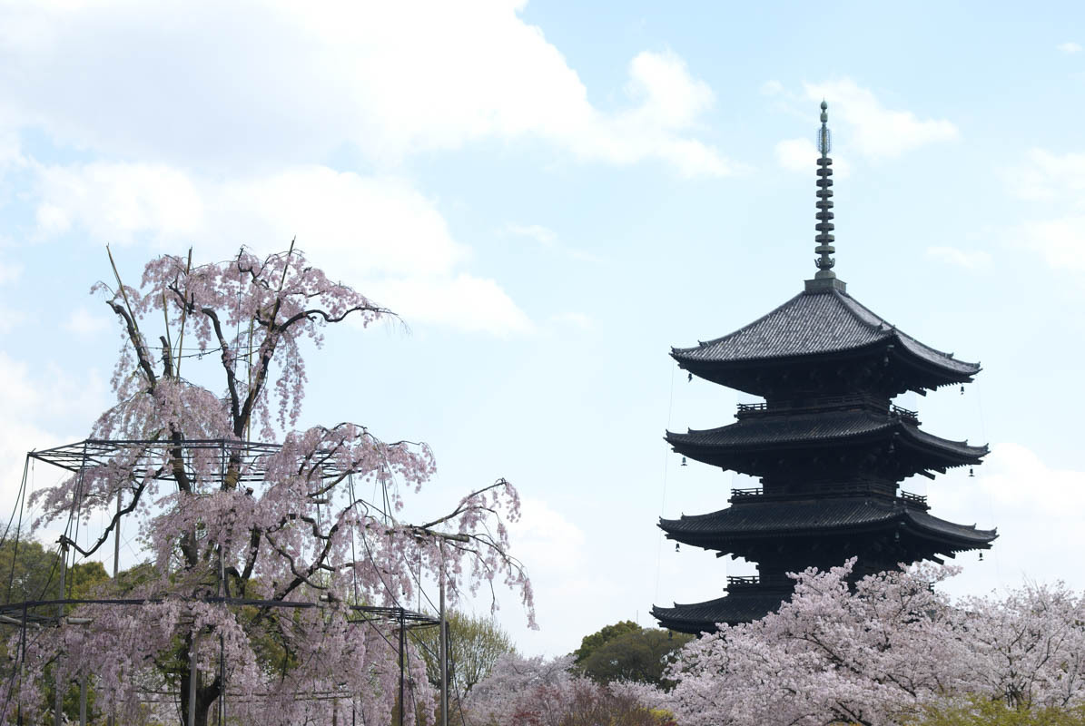 桜も綺麗な東寺