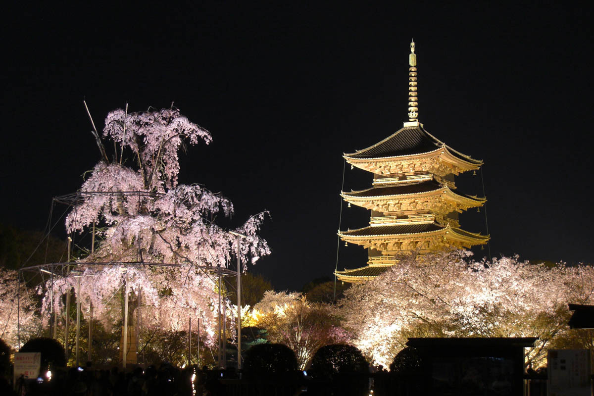 春の東寺（ライトアップ）