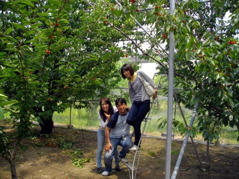 さくらんぼ狩り