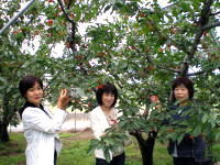 真っ赤に熟したさくらんぼをみんなで