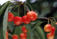 真っ赤に熟したさくらんぼ