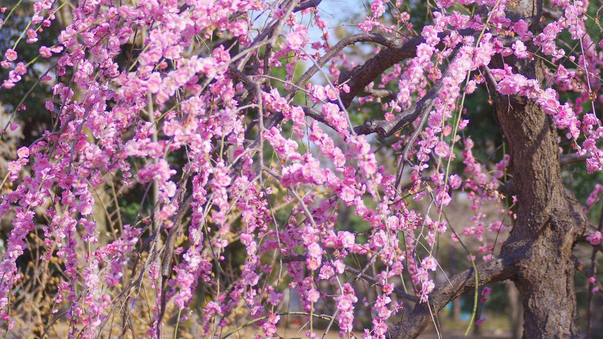 【不老園】2〜3月の不老園は梅が美しく咲き誇り、各地から多くの人々が訪れる人気の観梅スポットです