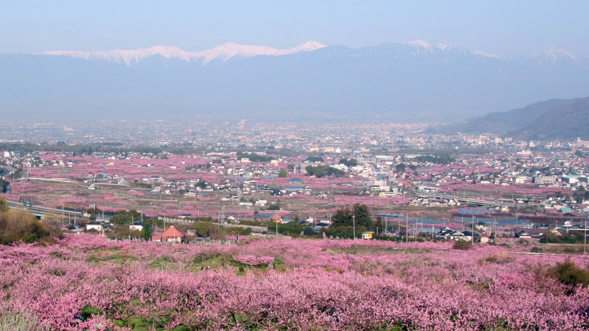 広大な桃畑が広がり、桃の生産量日本一の笛吹市は桃源郷と呼ばれています。