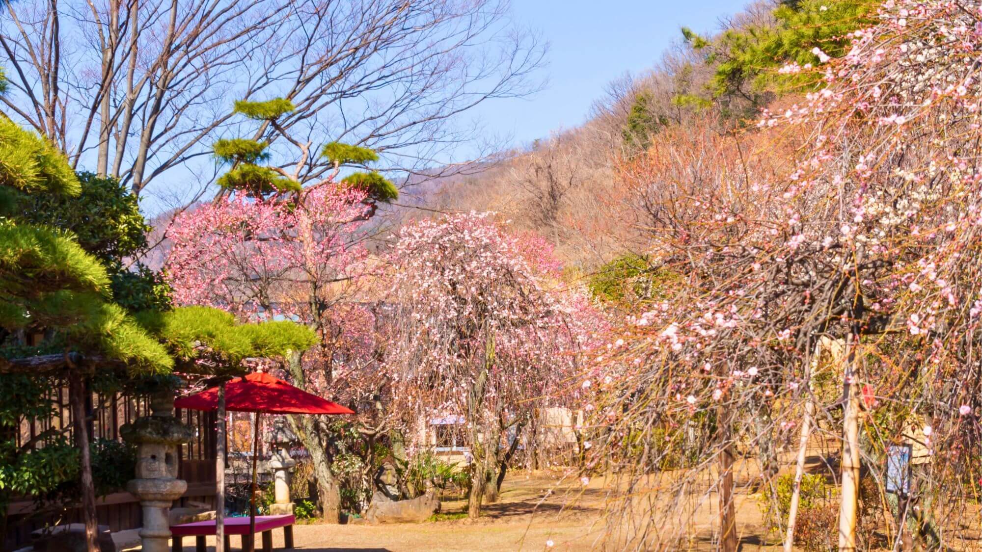 【不老園】開園120年の歴史をもつ、富士山の見える梅園です。2月〜3月下旬に見頃を迎えます。