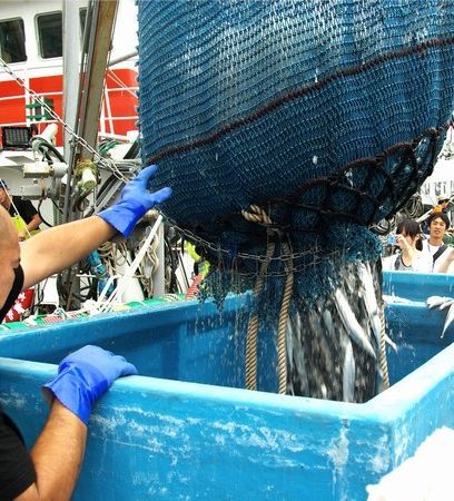 気仙沼魚市場秋刀魚水揚げの様子