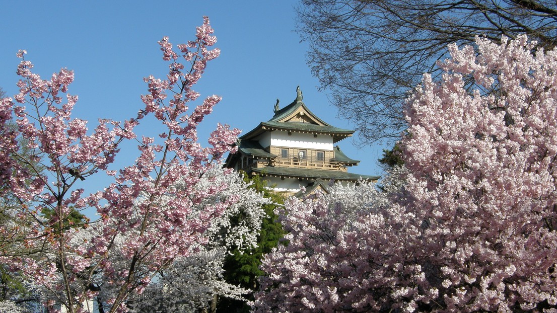 高島城の桜美しい桜と荘厳なお城とのコントラストが素晴らしいです