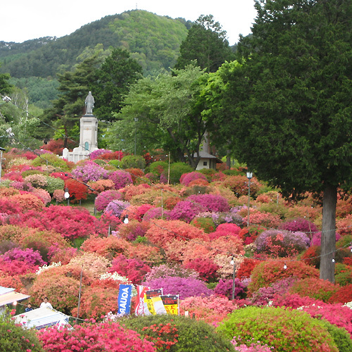 鶴峰公園のつつじ