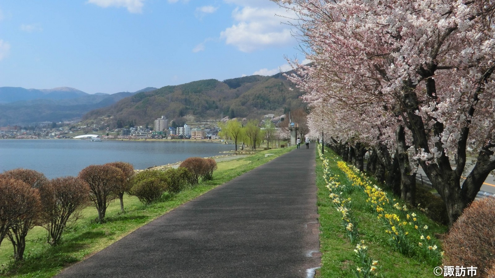 諏訪湖桜の風景