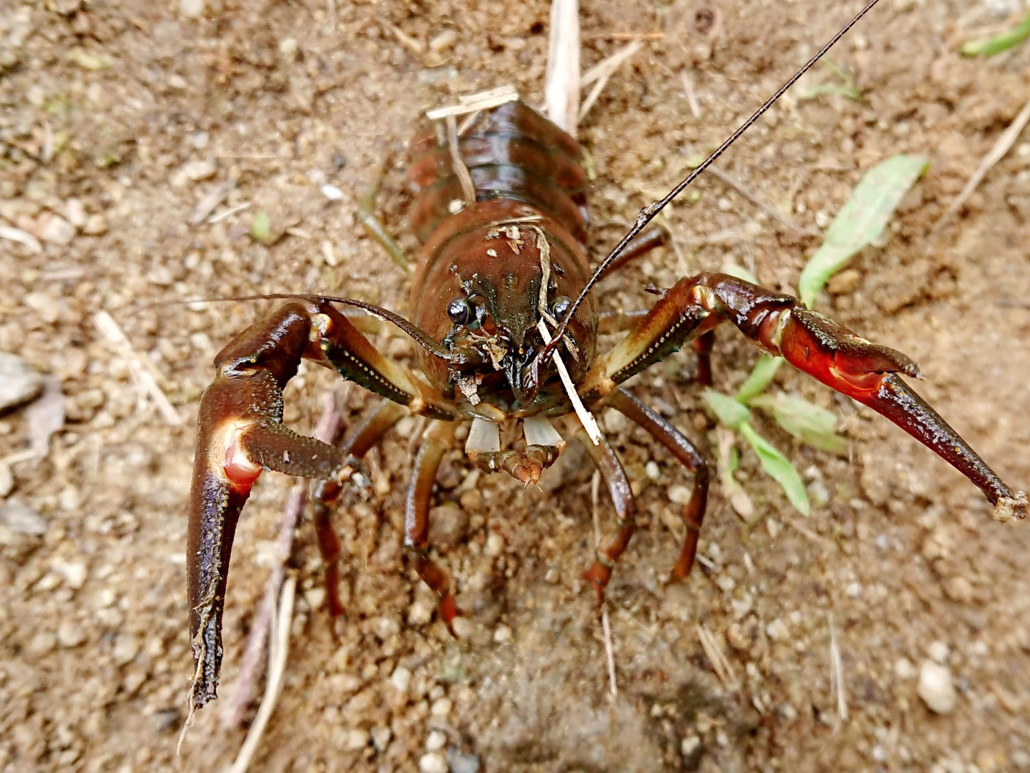 裏磐梯に生息する青いザリガニ「ウチダザリガニ」