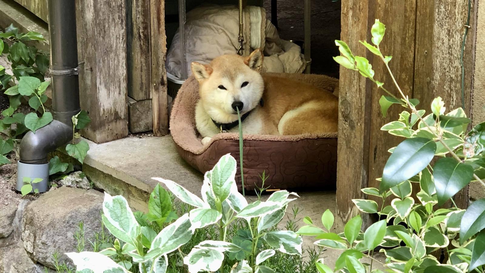 看板犬のテツです。いつも沢山のお客様と触れ合い、楽しい時間を過ごしています。