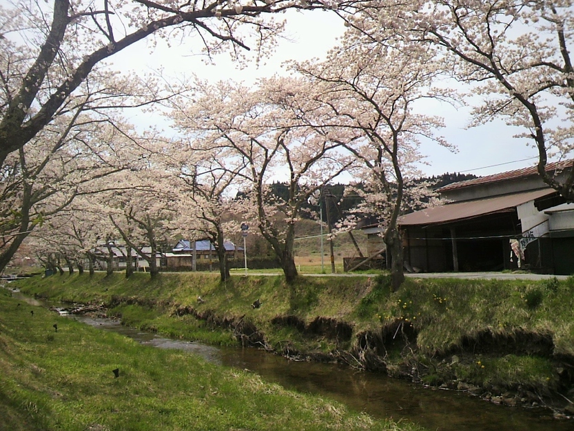 【〜４月下旬〜】当館から車で約１０分。川渡温泉にある「湯沢川」で桜並木を楽しむことができます