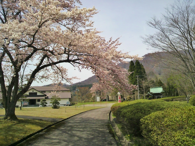【〜４月下旬〜】当館から車で約１０分にある「日本こけし館」。鳴子温泉郷の隠れた桜名所です