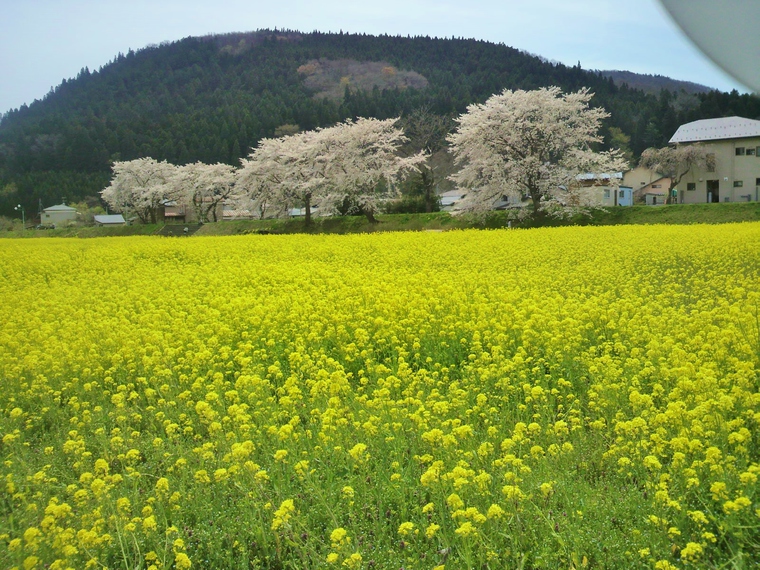 【〜４月下旬〜】鳴子温泉郷の入口「川渡温泉」の河川敷では例年４月下旬に菜の花と桜のコラボが楽しめます