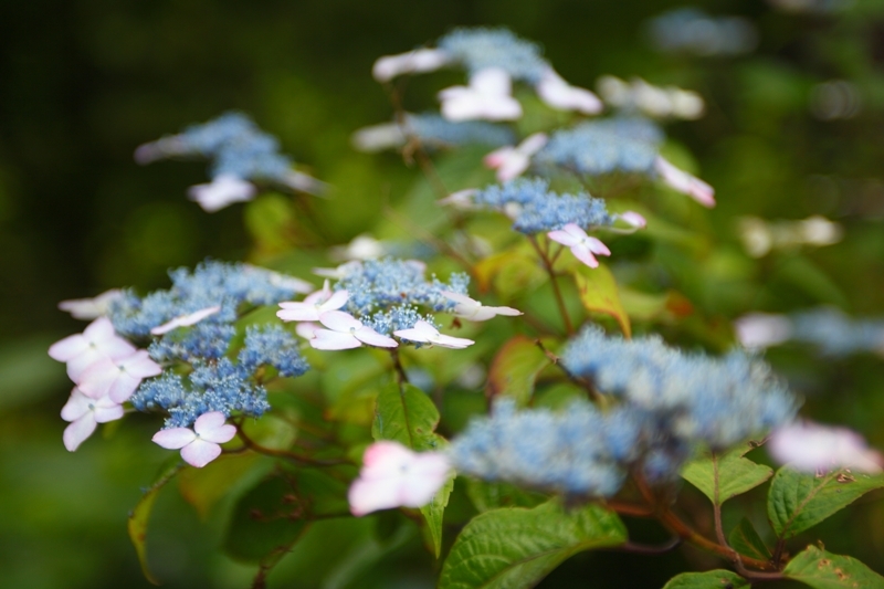 【６月〜露天風呂へ続く道】白、紫、青、ピンク・・・紫陽花が鮮やかに咲き誇る季節です