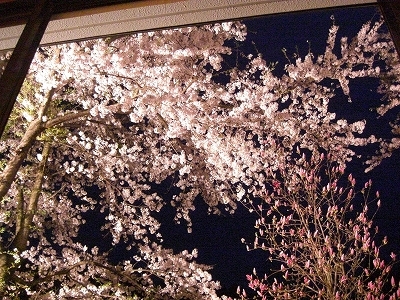 【桜を眺めて温泉旅】「また今年もお部屋からこの桜を見に来たよ」というお客様もいらっしゃいます