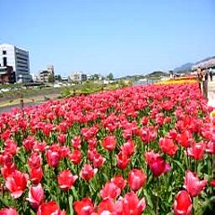 直方市・チューリップフェア（春）車で20分