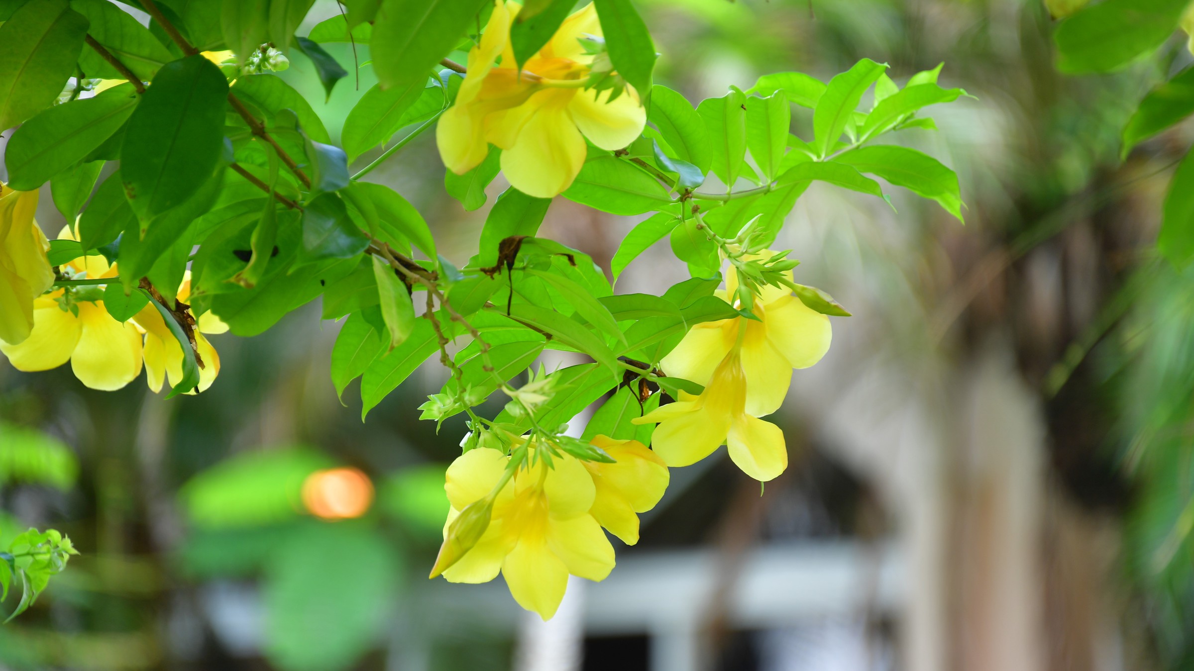 リゾート内のお花