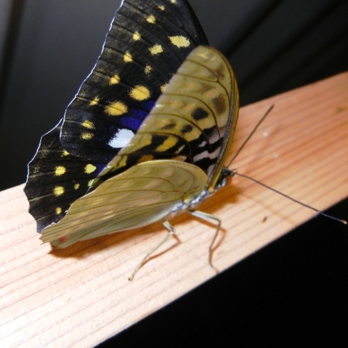 国蝶（オオムラサキ）が夏になると敷地内に飛んでます