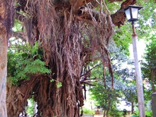 奈良尾神社のあこうの木