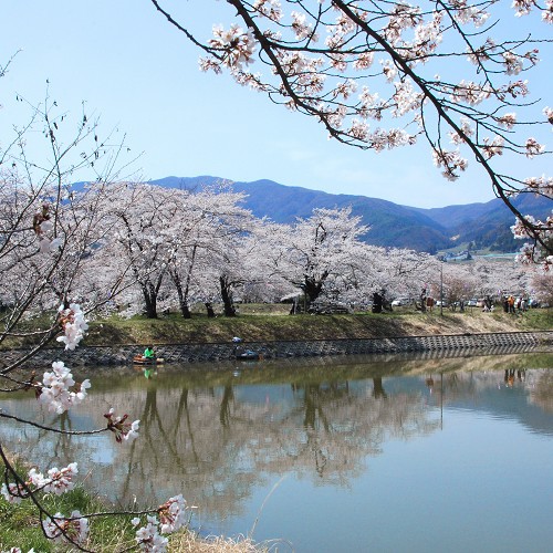 治田公園公園内には、男池・女池という2つの池があり、周囲を囲むように300本の桜が咲き乱れます。