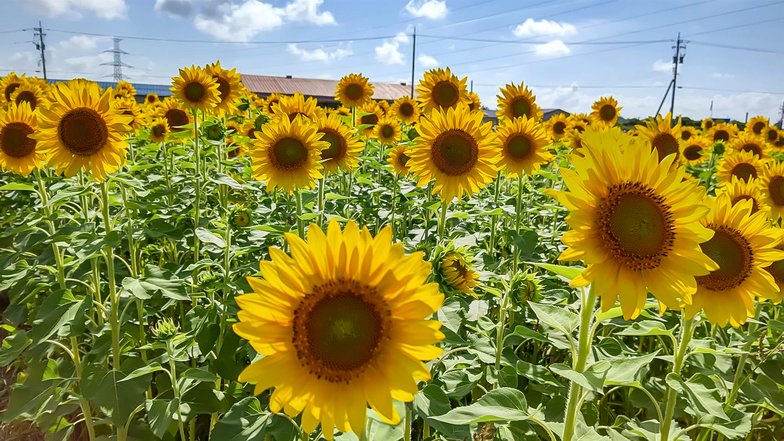 【あわら温泉 周辺】夏の見どころ