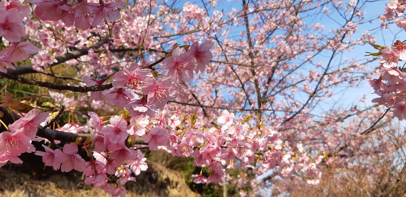 河津桜（園地）