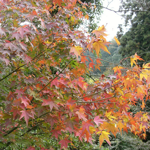 園地内の紅葉