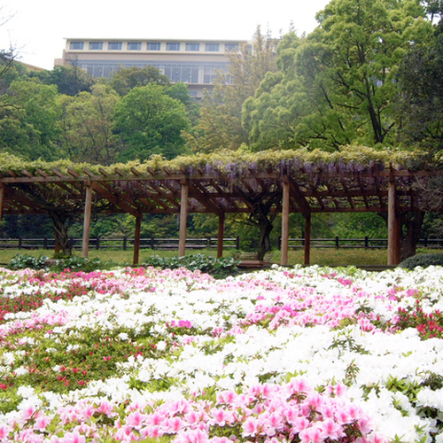 【休暇村園地内】ウォーキングコースを飾る春の草花は色彩鮮やか♪