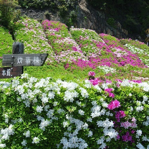 【休暇村園地内に咲くツツジ（赤・白・ピンク）】