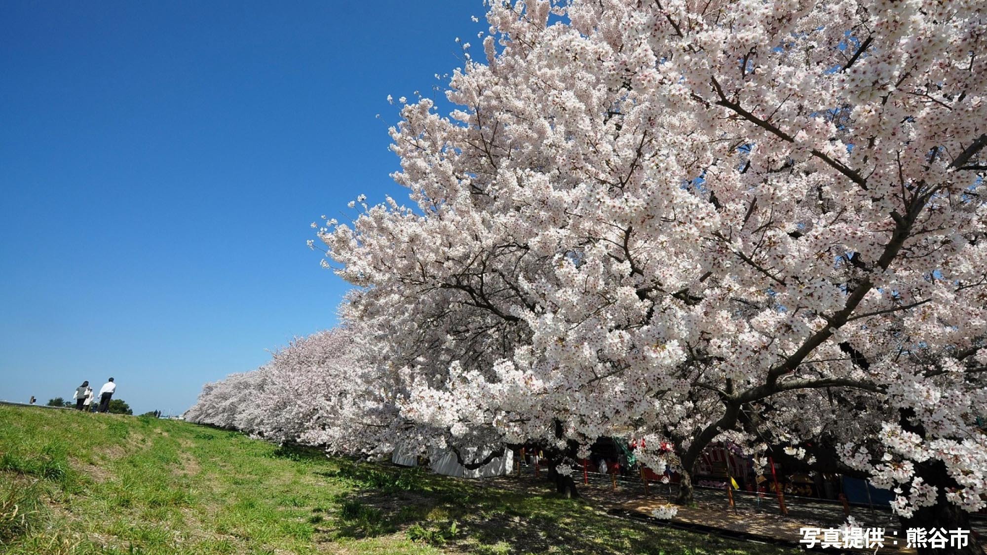 ・【熊谷桜堤の桜（徒歩約5分）】