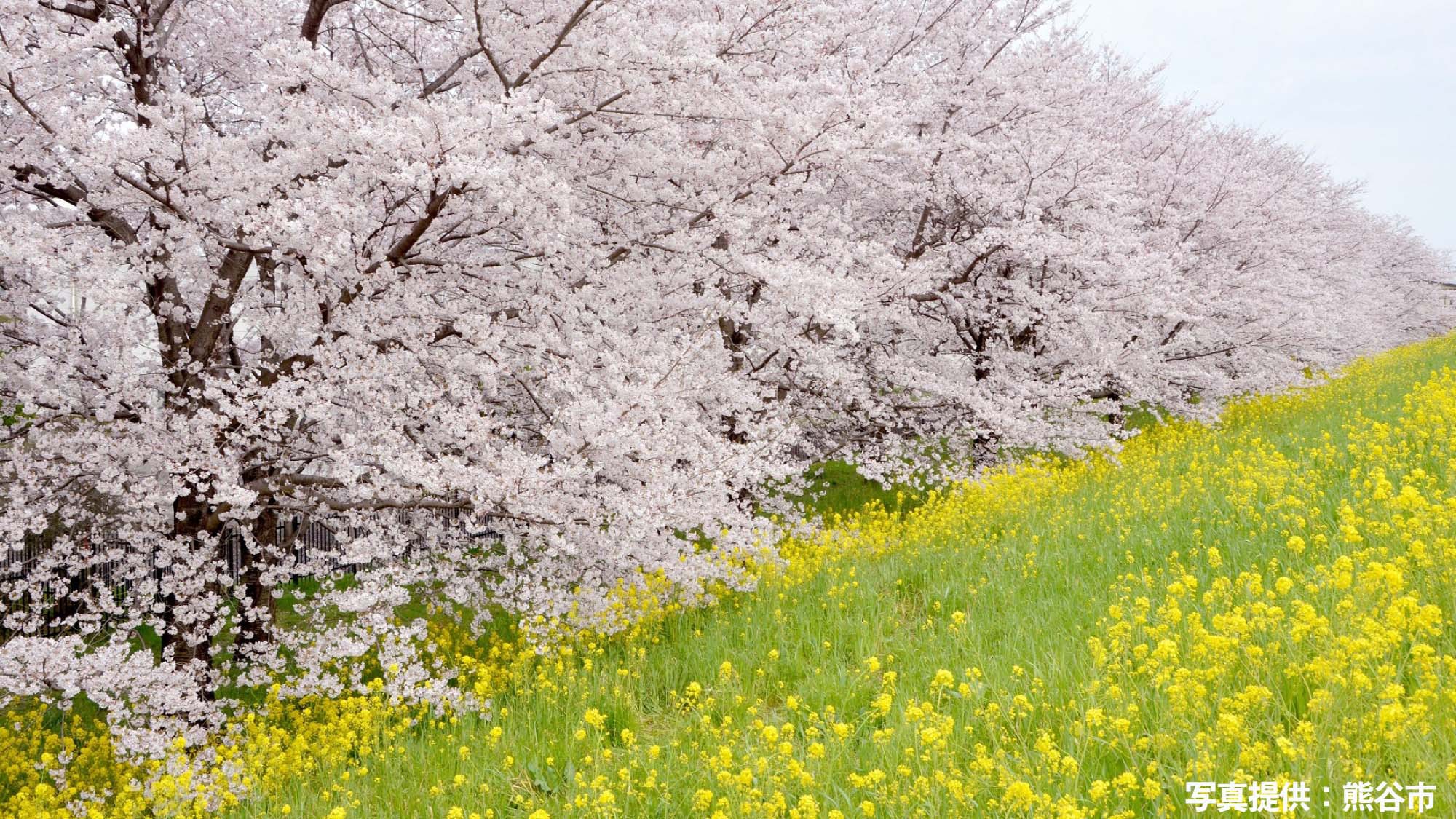 ・【熊谷桜堤の桜（徒歩約5分）】