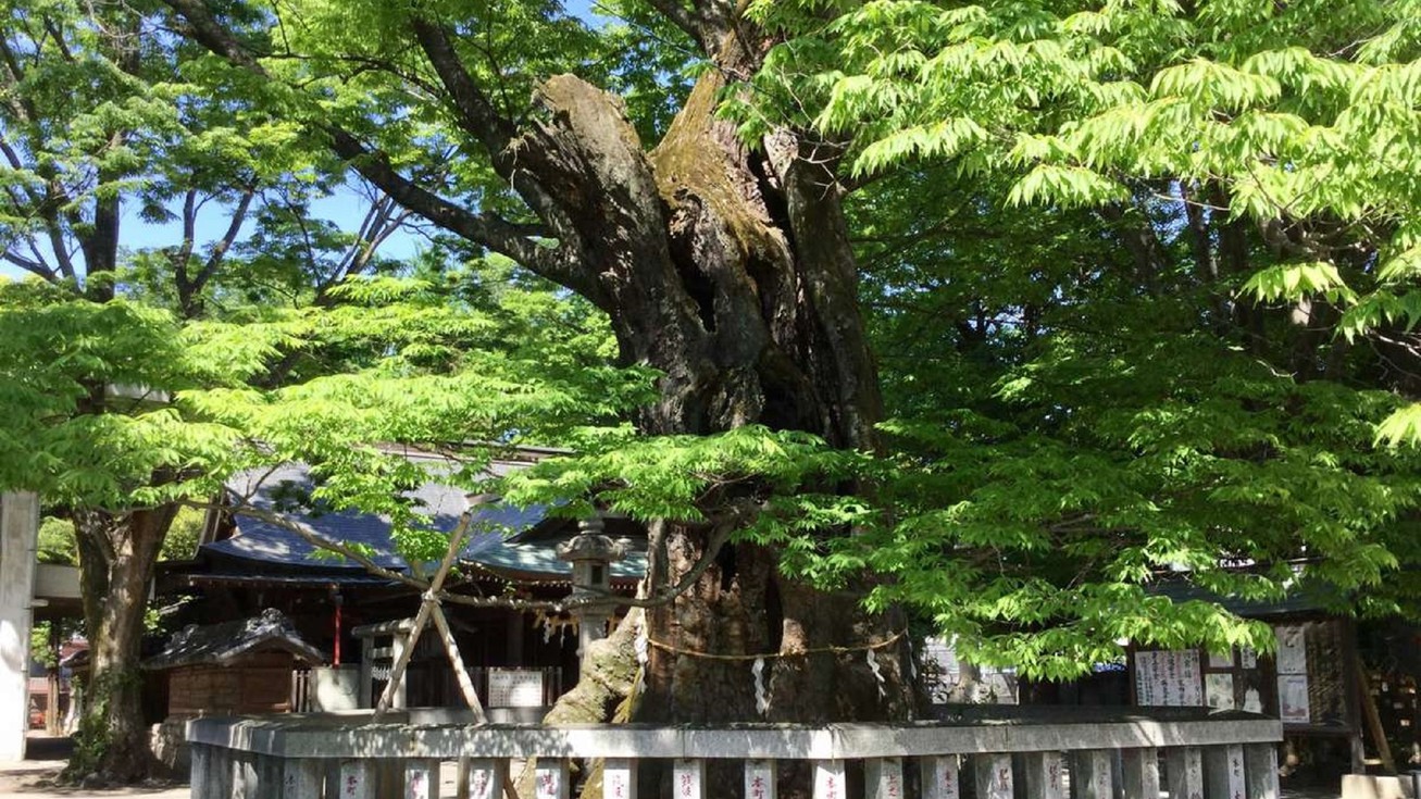 ・【高城神社（徒歩約10分）】