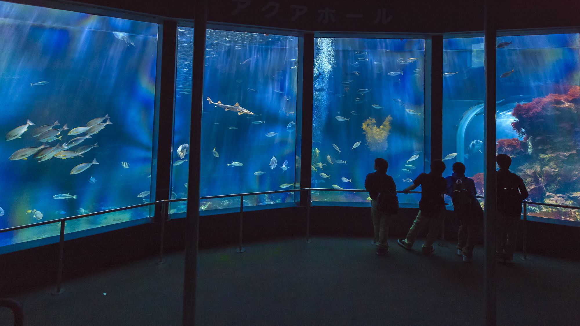 下田海中水族館