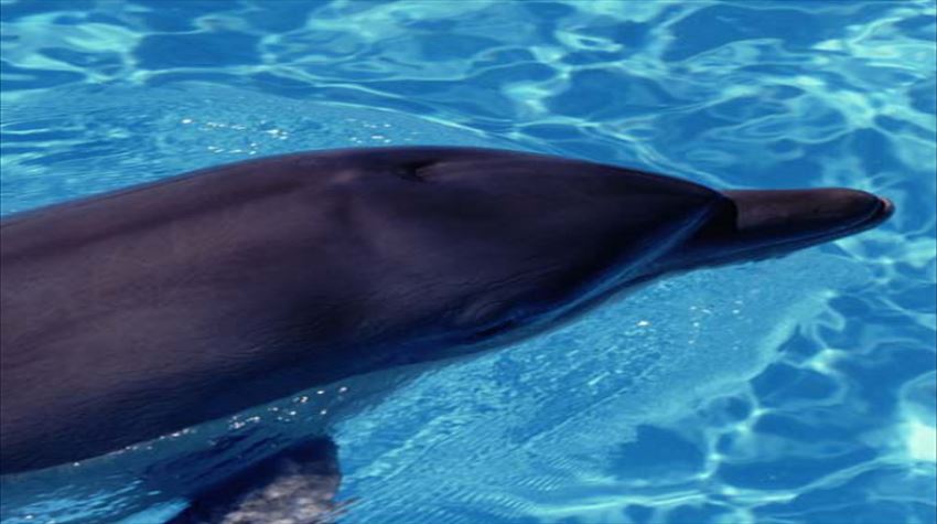 周辺スポット「かごしま水族館いおワールド」