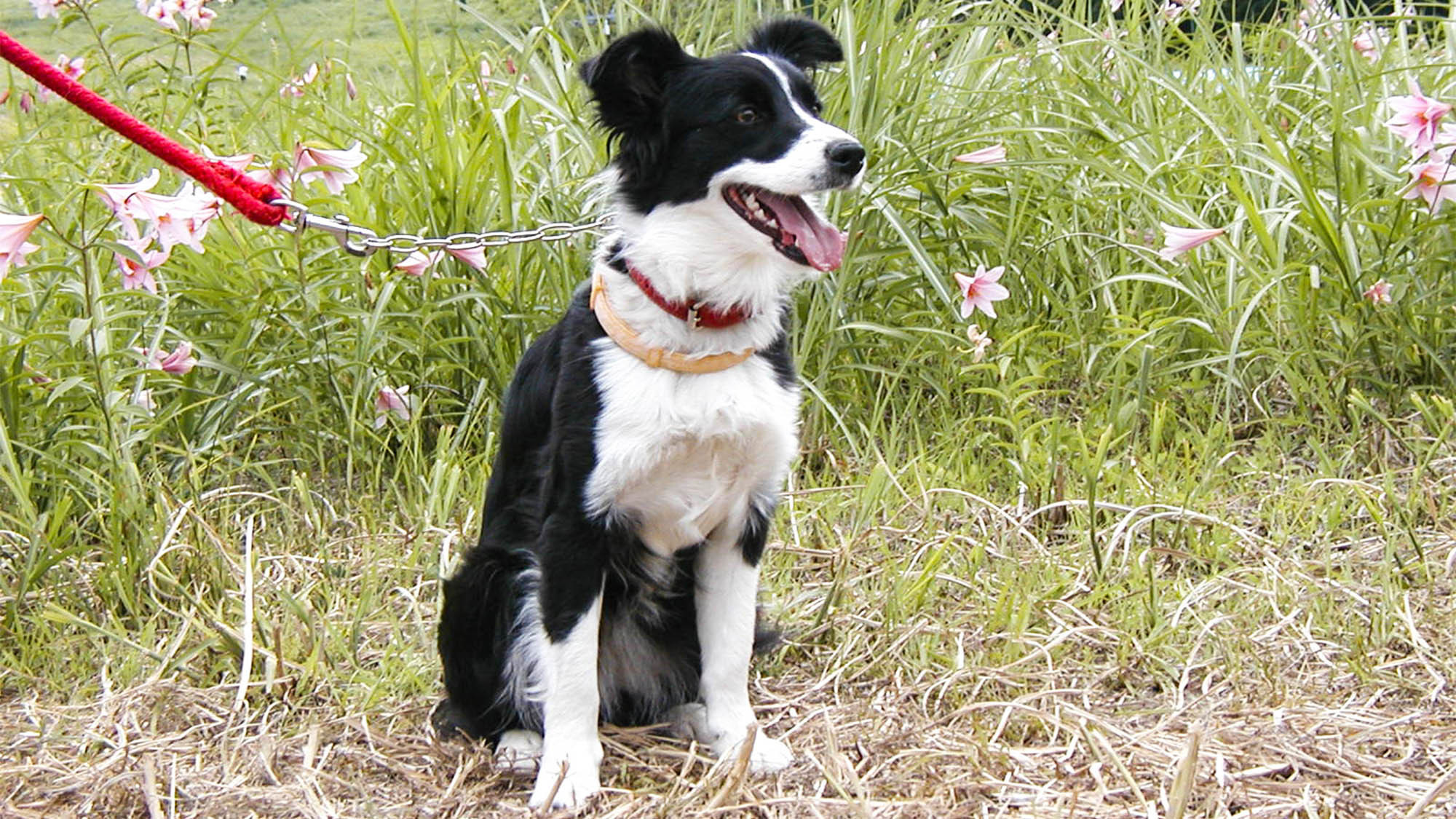 ・看板犬のキューラお友達も大歓迎です♪