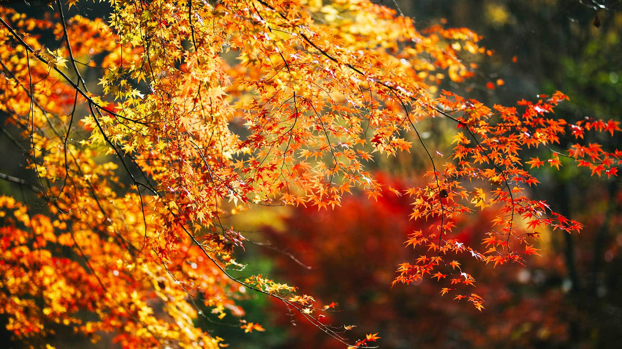 【風景】秋には色鮮やかな紅葉が訪れる人を楽しませます。