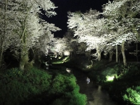 桂川と夜桜