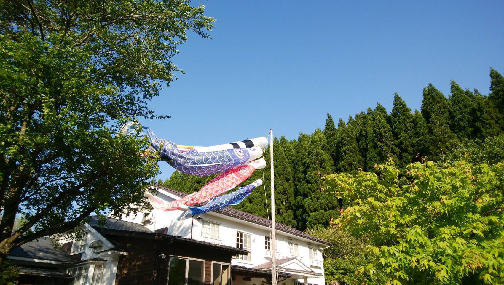 青空に泳ぐ鯉のぼり