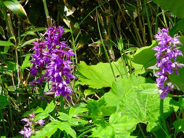 ハクサンチドリ