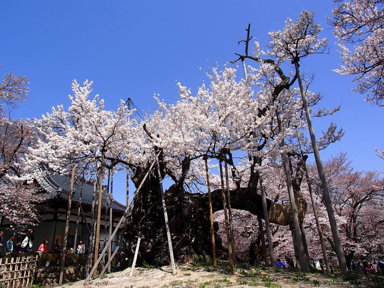 日本三大桜のひとつ「神代桜」