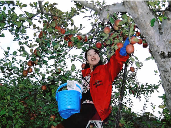 りんご狩り